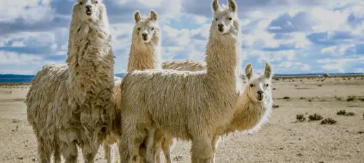 Group of llamas standing on a dry plain beneath a cloudy sky
